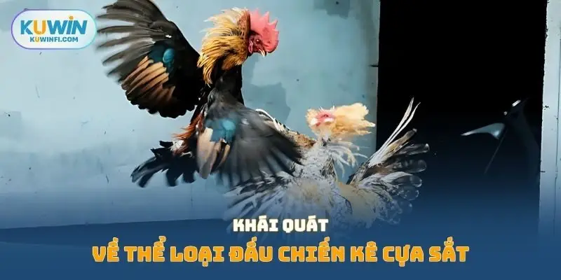 Khái quát về thể loại đấu chiến kê cựa sắt