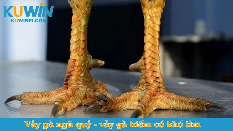 Vảy gà ngũ quỹ